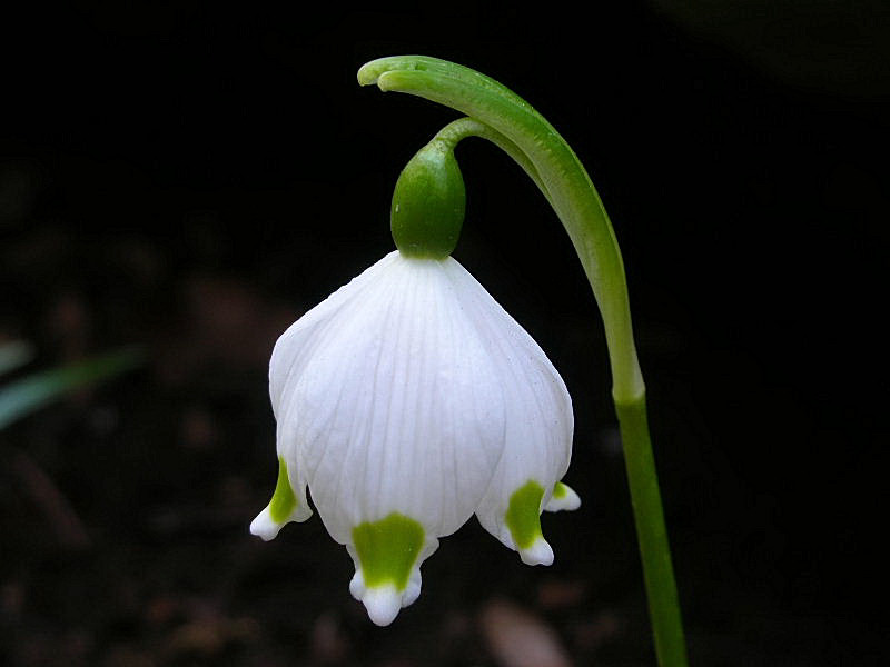 Leucojum vernum / Campanelle comuni